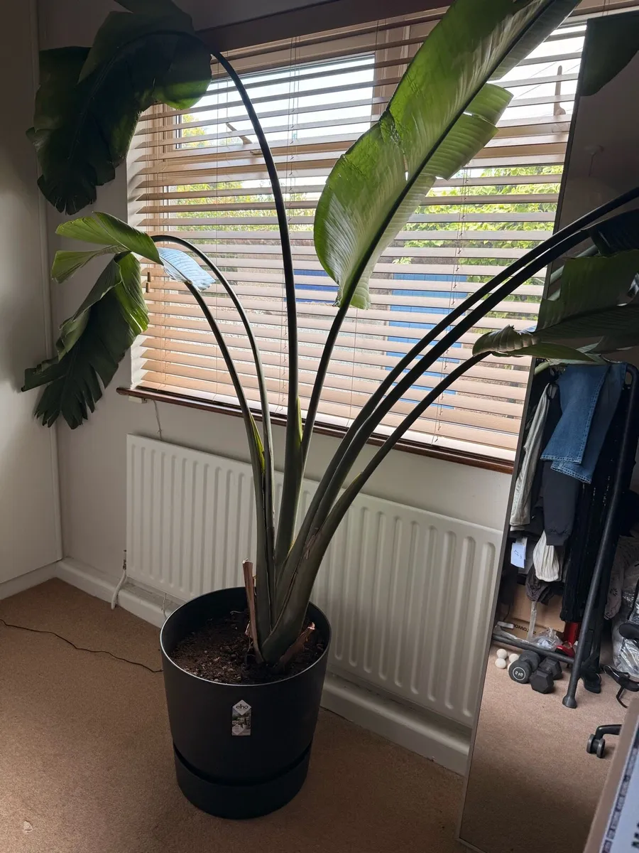Large Strelitzia Nicolai / - Image 1