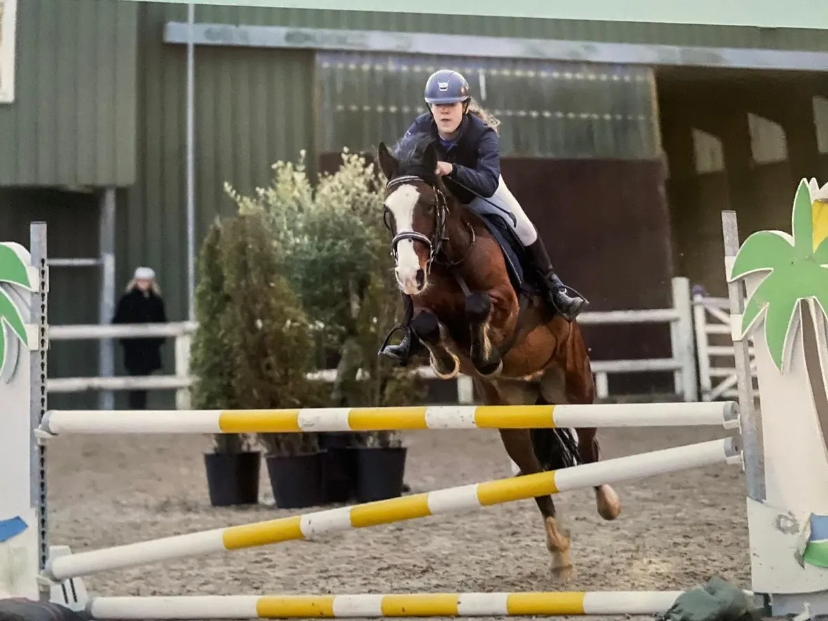 🌟 13.2h Pony Club Pony 🌟 - Image 2