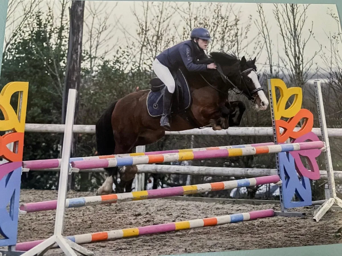 🌟 13.2h Pony Club Pony 🌟 - Image 4