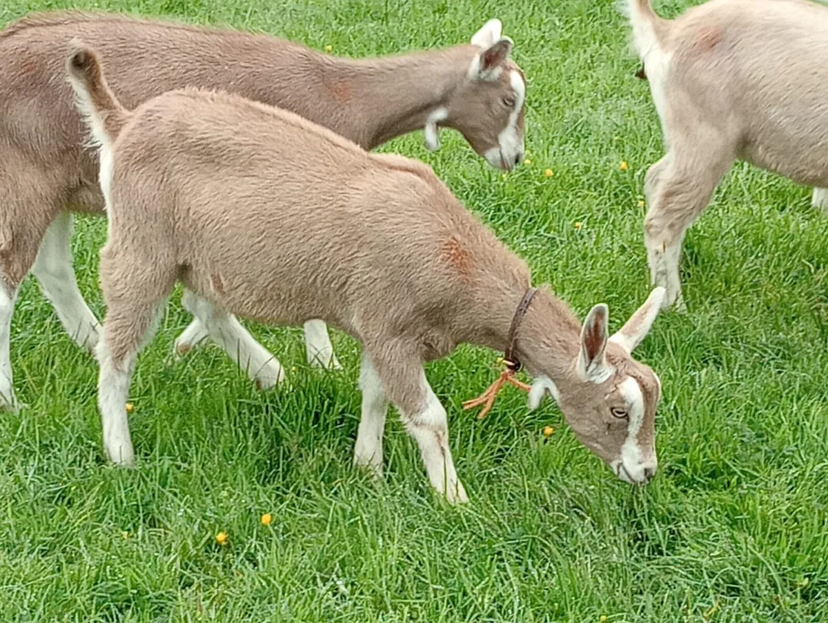 Goats - Image 1