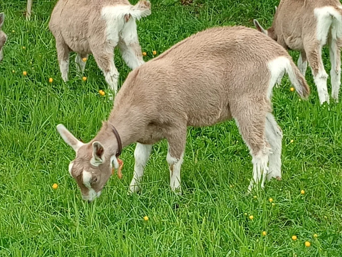 Goats - Image 3