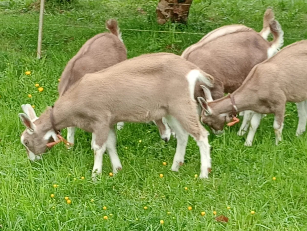 Goats - Image 2