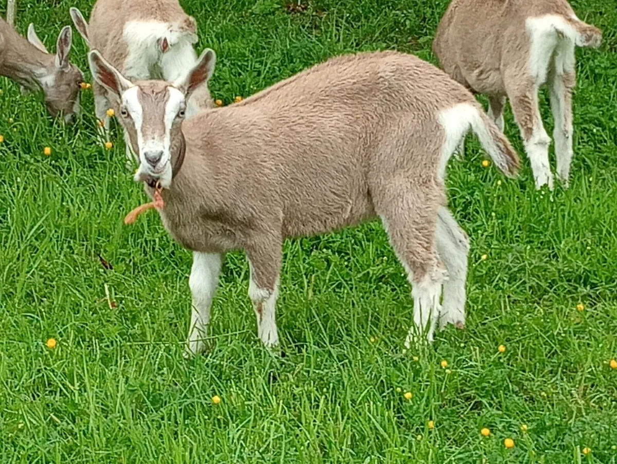 Goats - Image 4