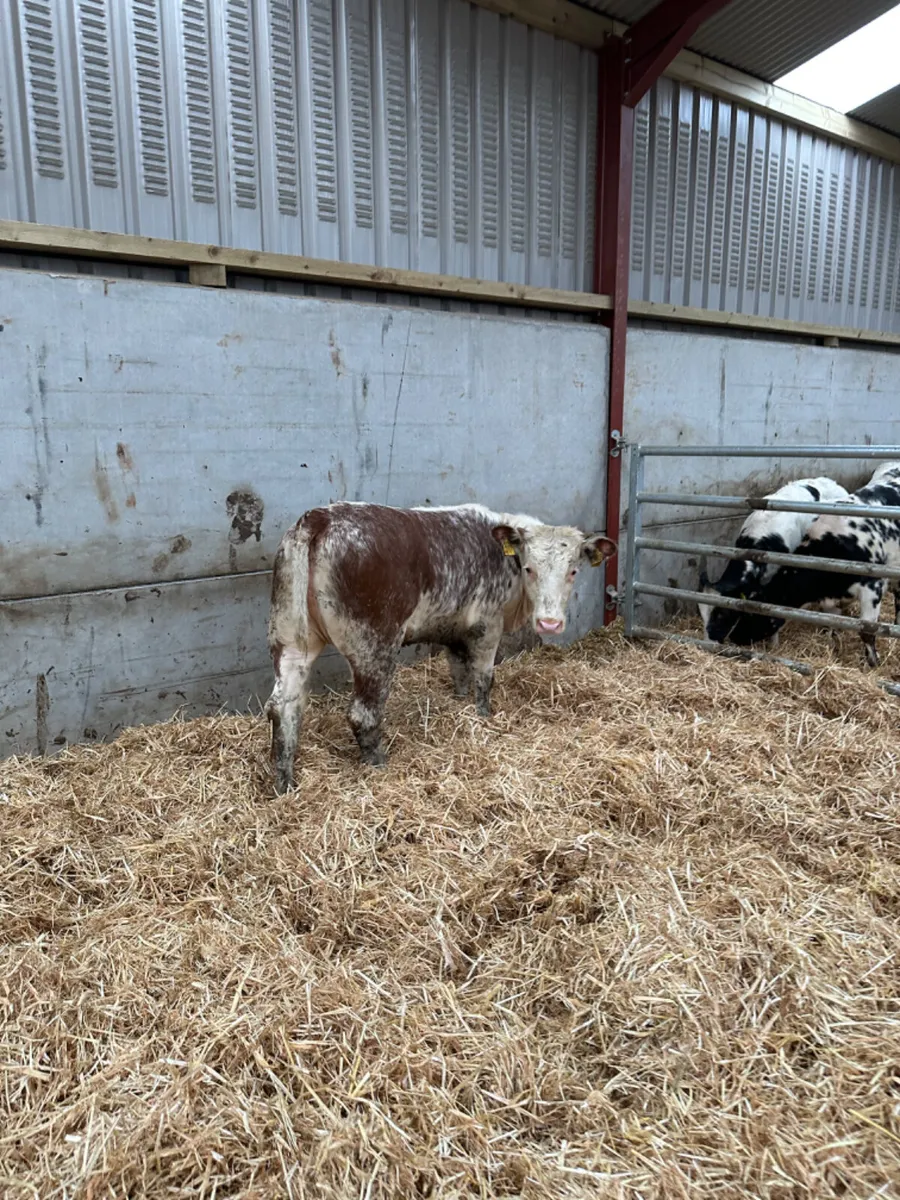 Roaned heifer - Image 2