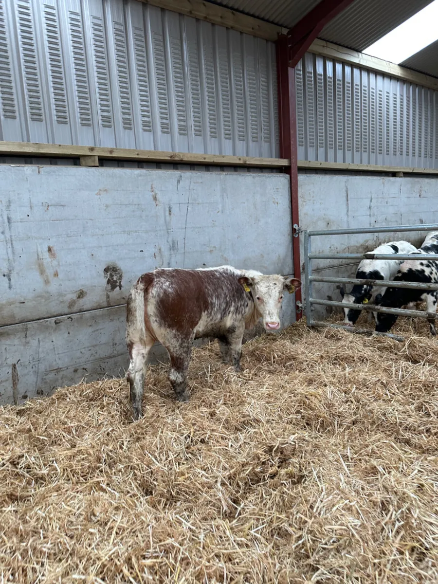 Roaned heifer - Image 1