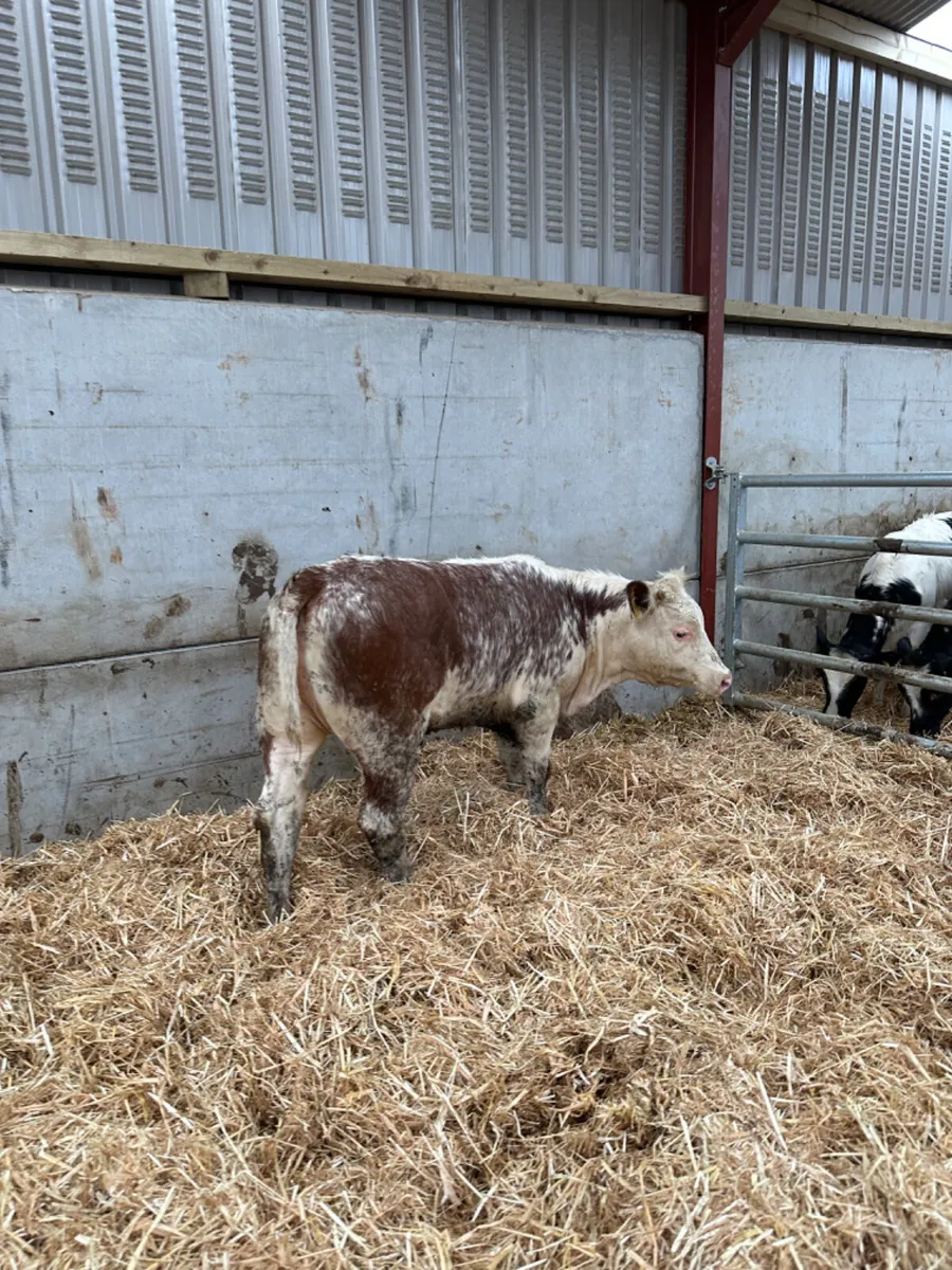 Roaned heifer - Image 3