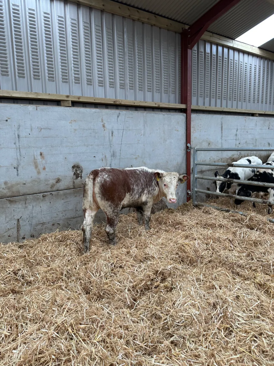 Roaned heifer - Image 4