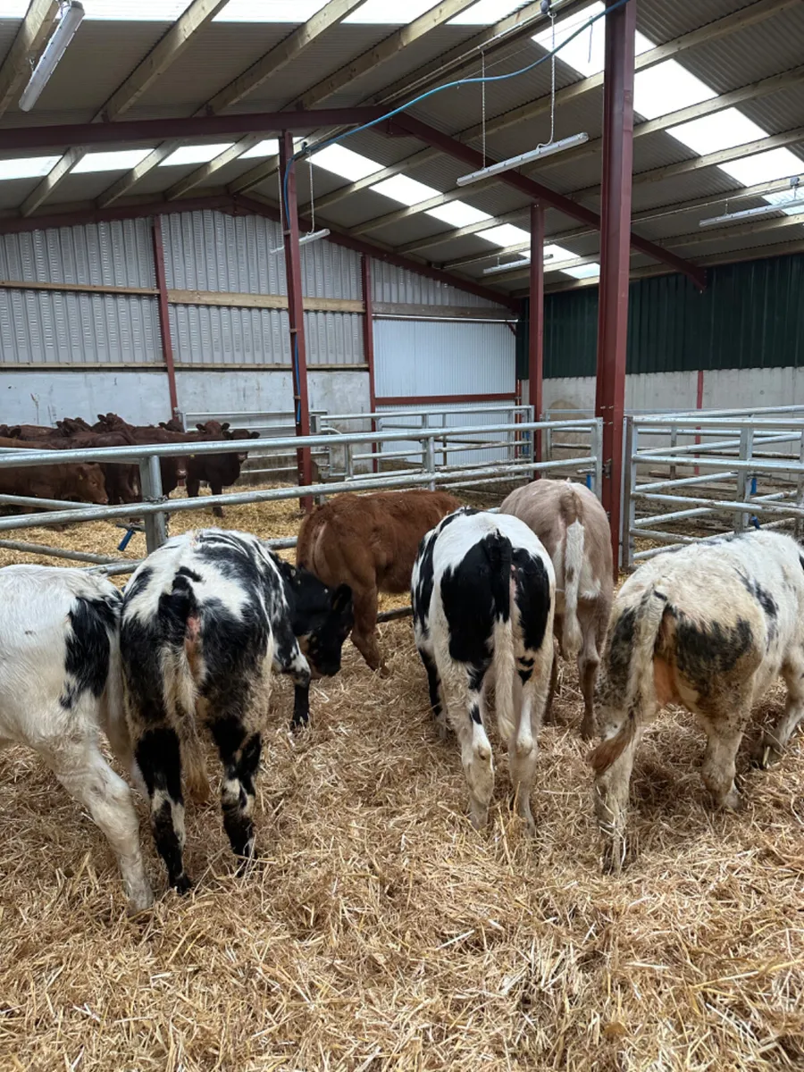 Blue Charolais and lim heifers - Image 3