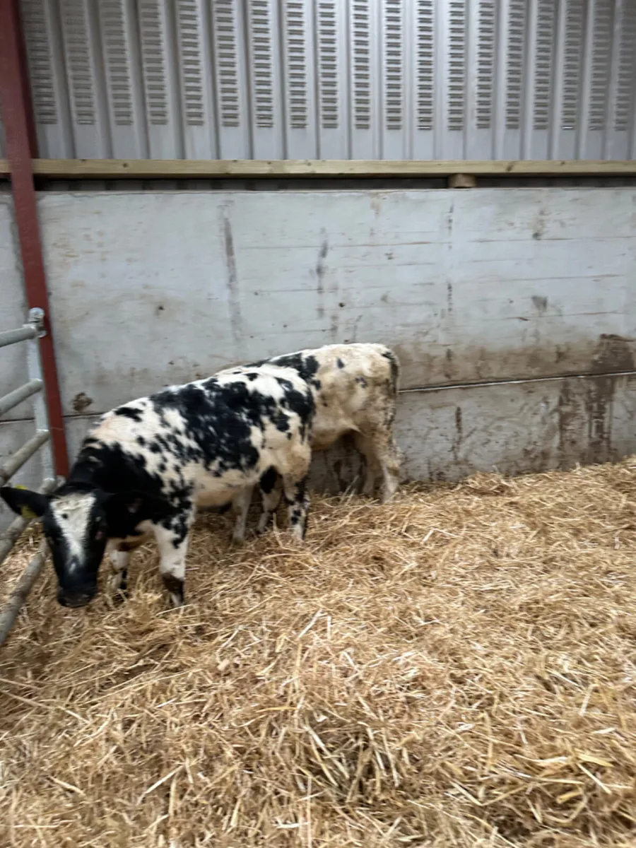 Blue Charolais and lim heifers - Image 2