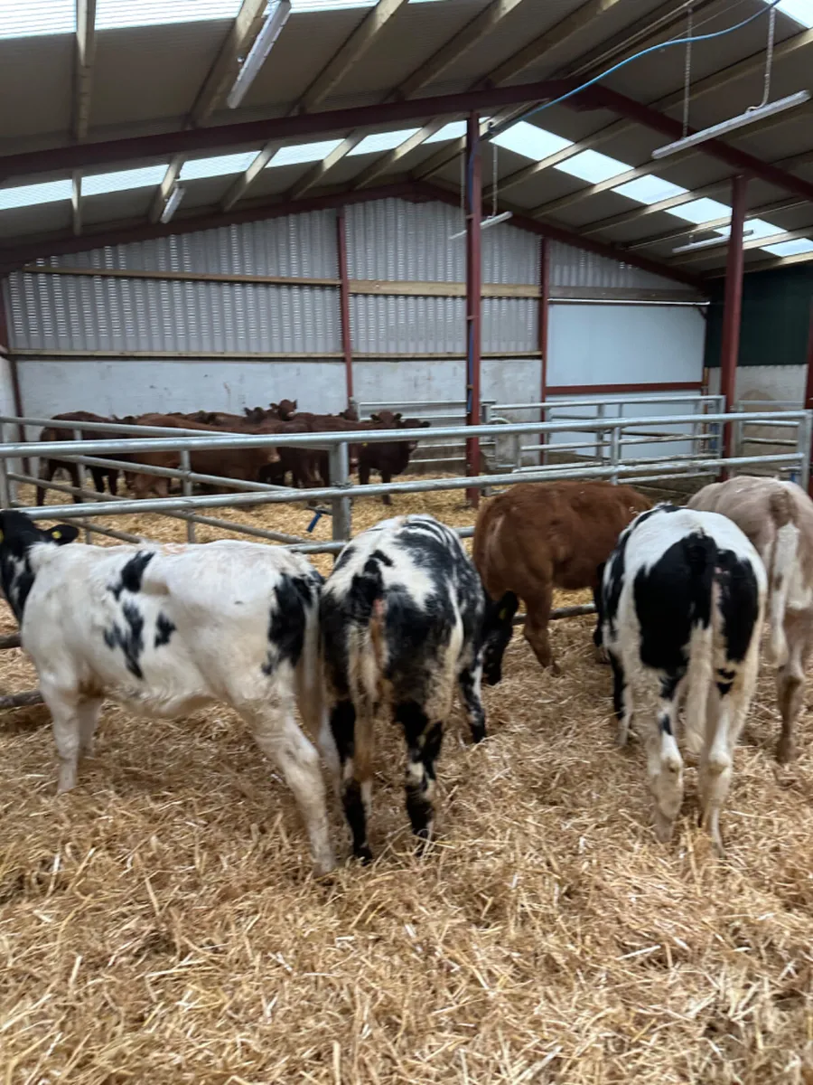 Blue Charolais and lim heifers - Image 4