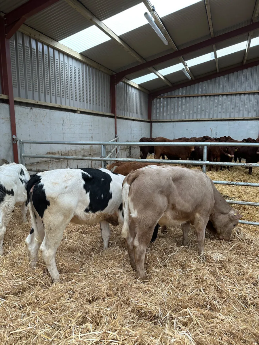Blue Charolais and lim heifers - Image 1