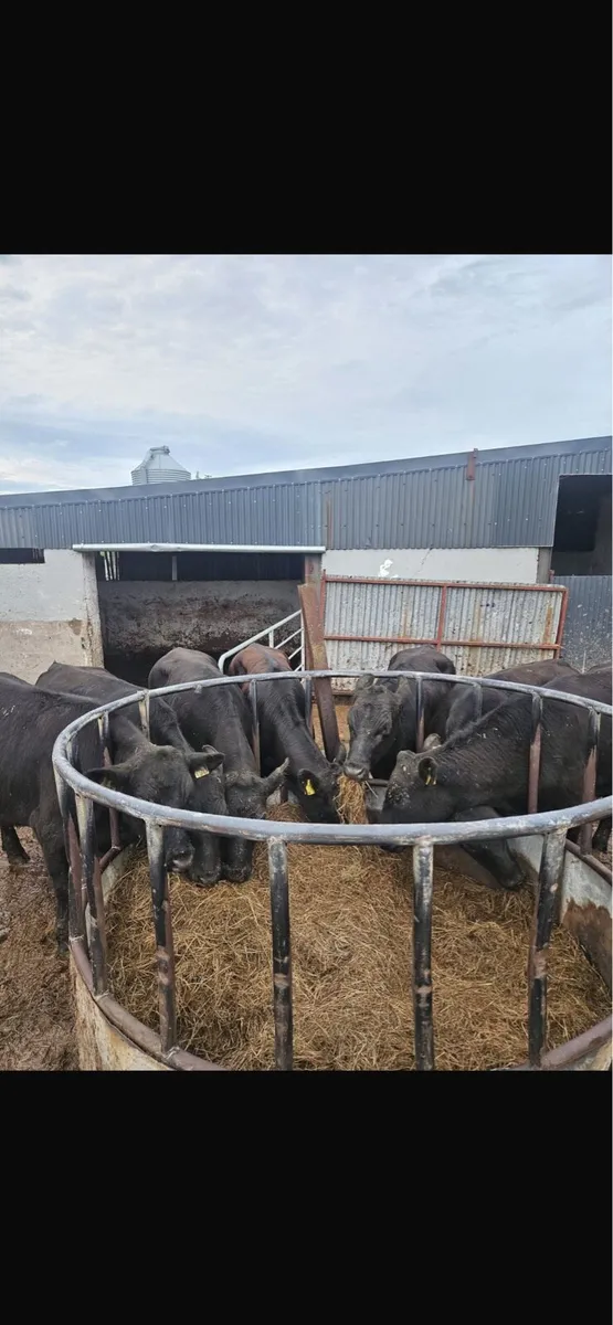 8 aax bullocks - Image 1