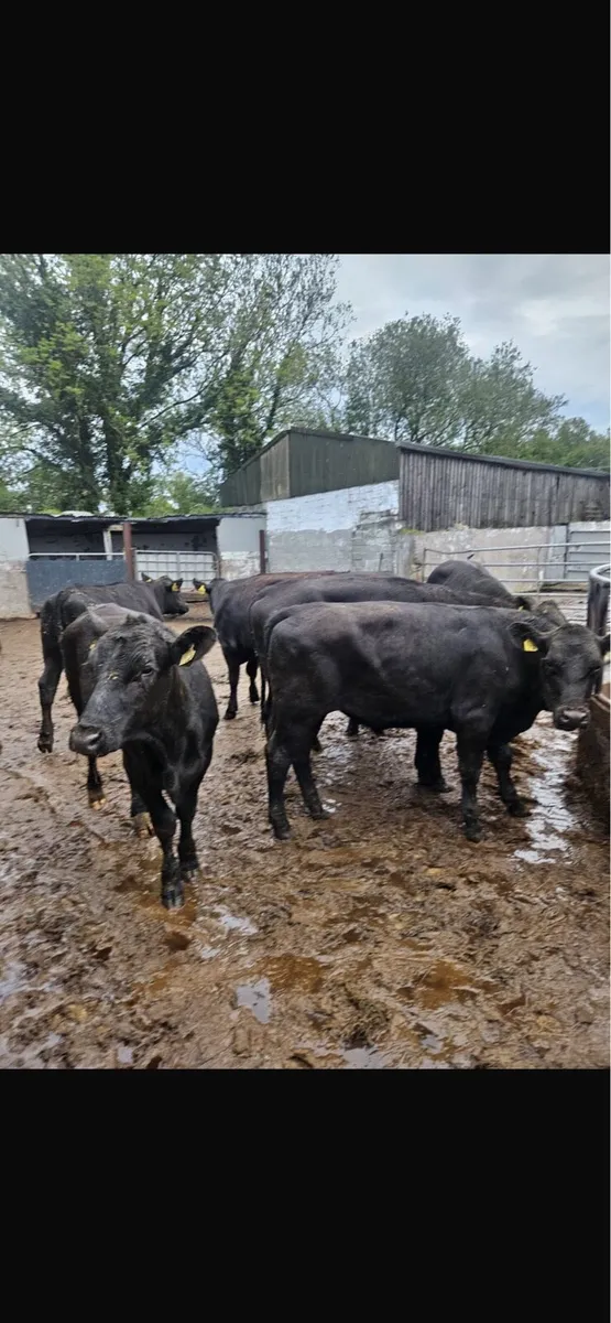 8 aax bullocks - Image 2