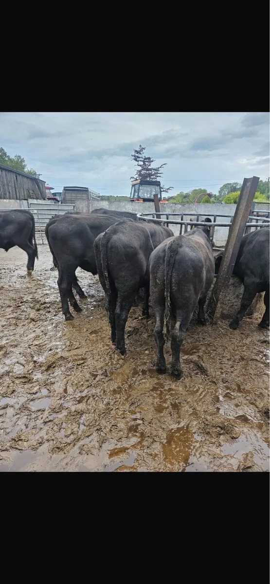 8 aax bullocks - Image 3