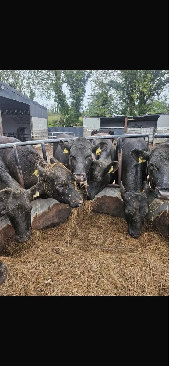 8 aax bullocks - Image 4