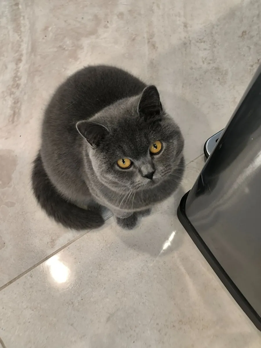 Grey British Shorthair cat Kitten - Image 1