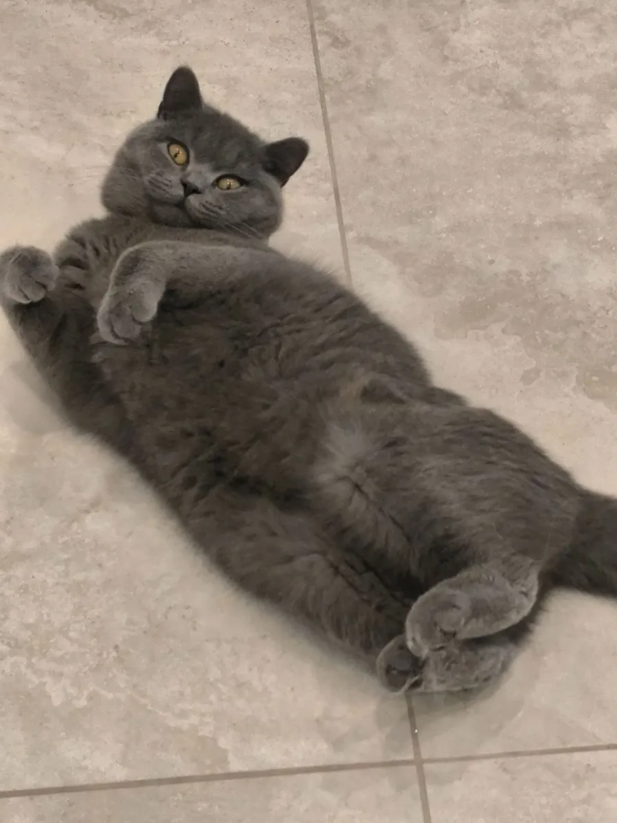 Grey British Shorthair cat Kitten - Image 2