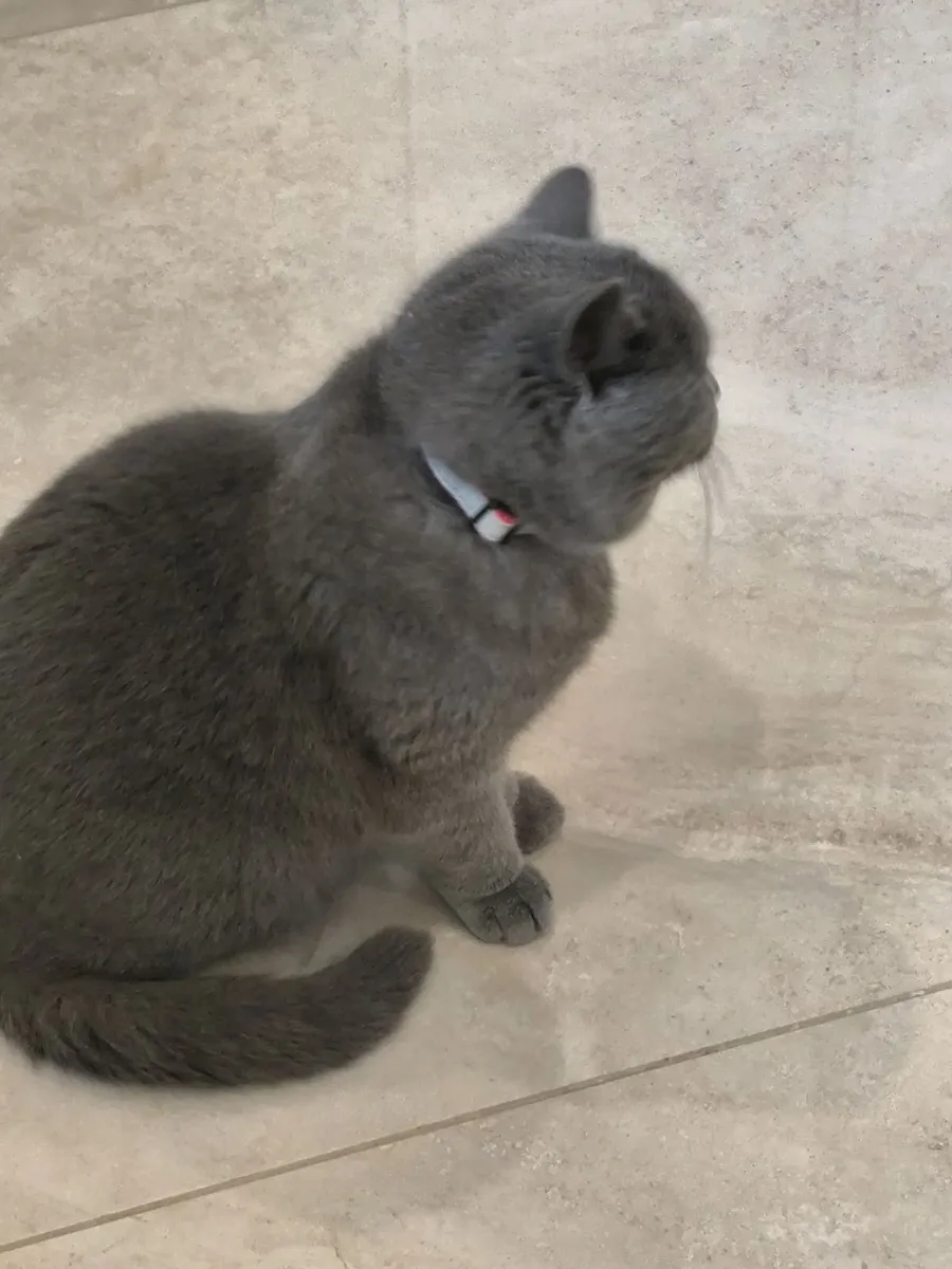 Grey British Shorthair cat Kitten - Image 4