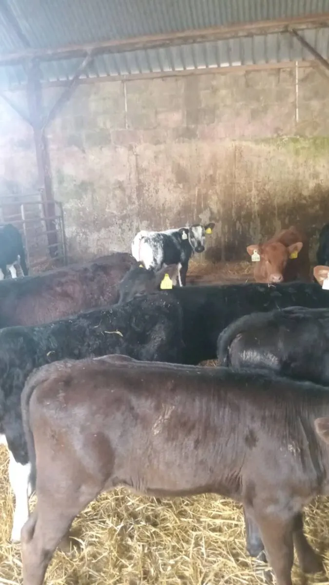 15 super quality GRASS CALVES - Image 1