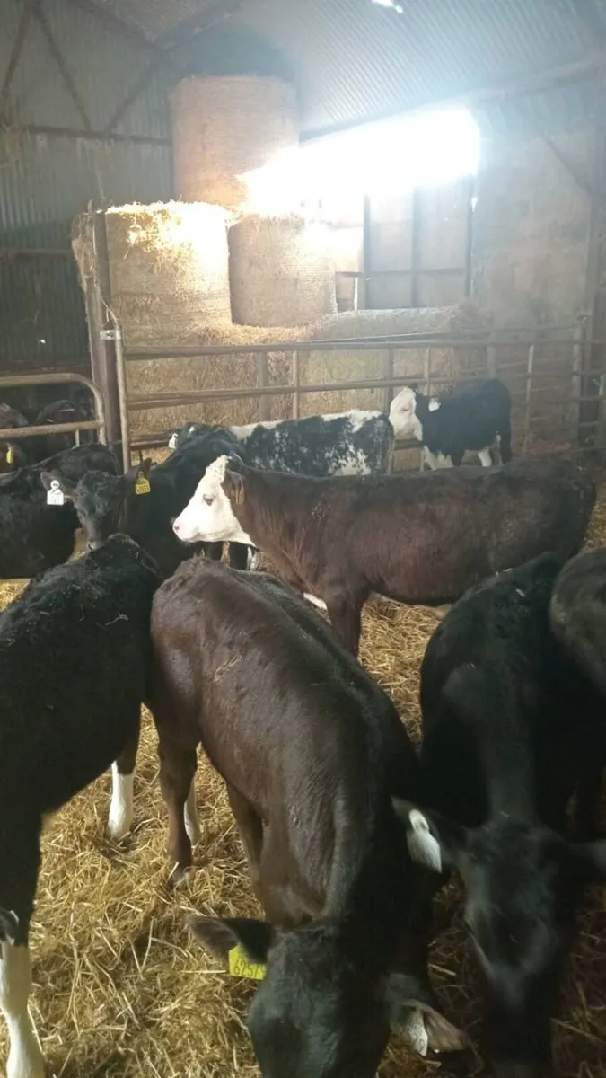 15 super quality GRASS CALVES - Image 2