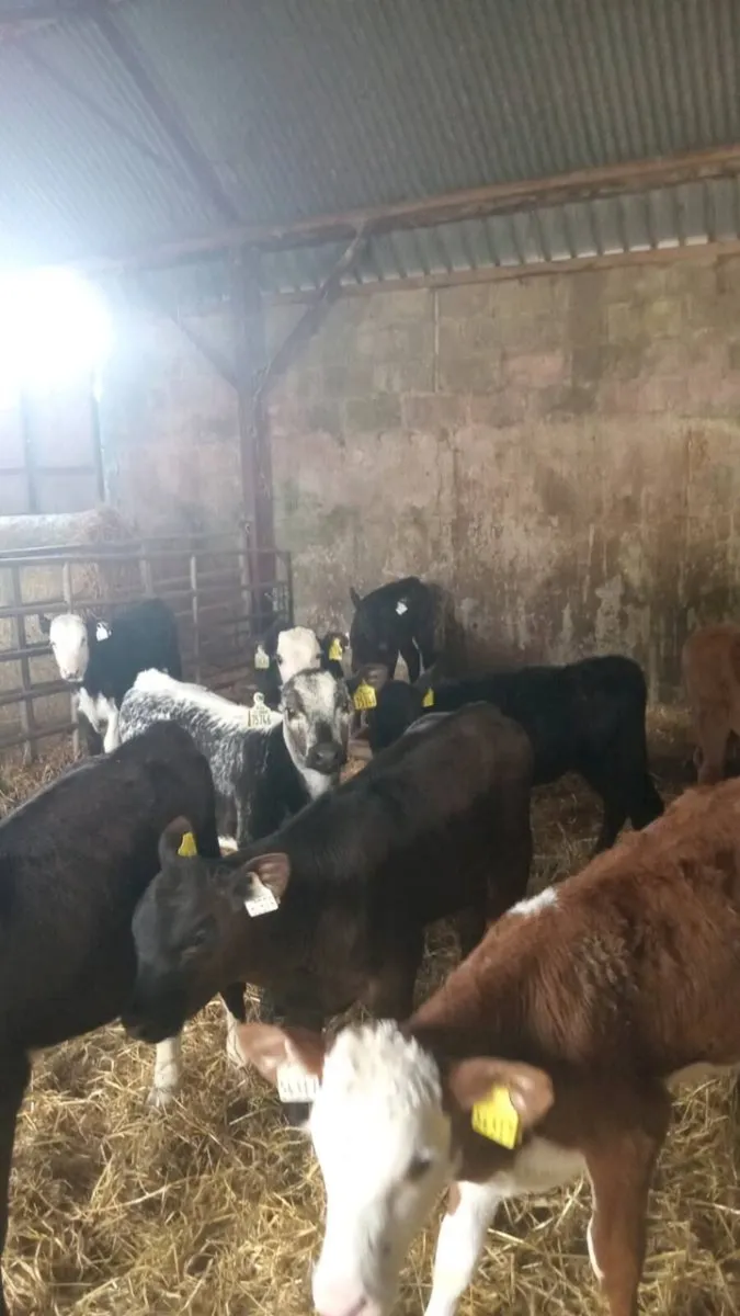 15 super quality GRASS CALVES - Image 3