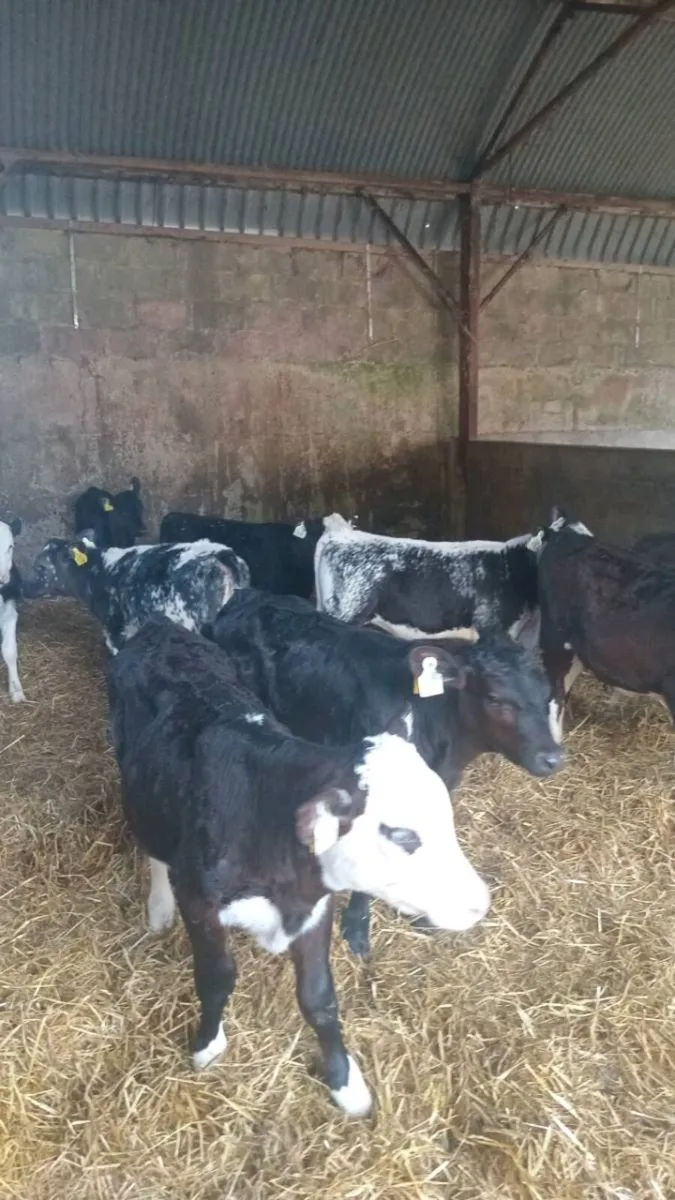 15 super quality GRASS CALVES - Image 4