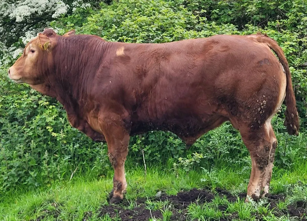 5 star PBR Limousin Bulls - Image 1