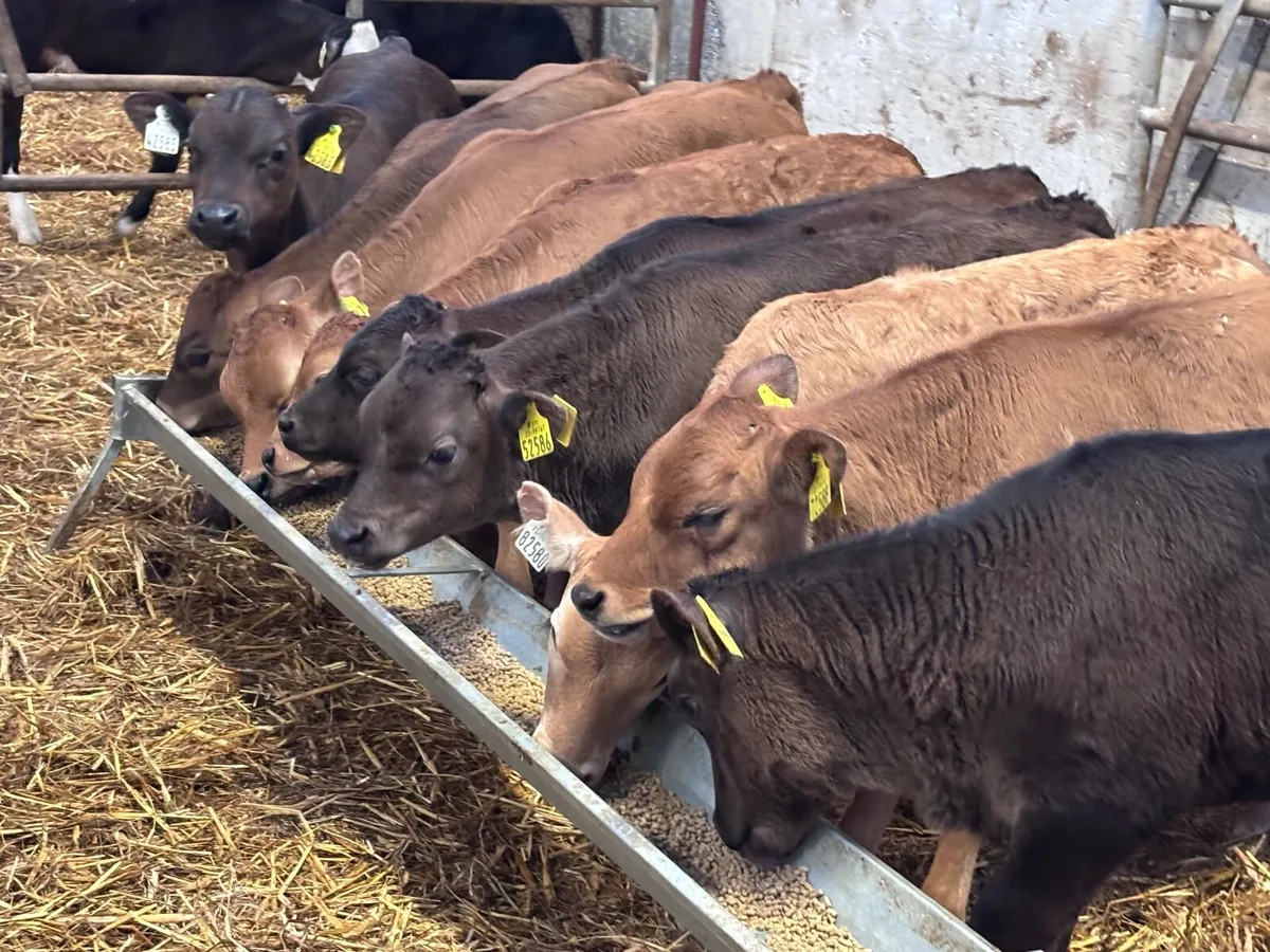 9 smashing reared aubrac calves for sale - Image 3