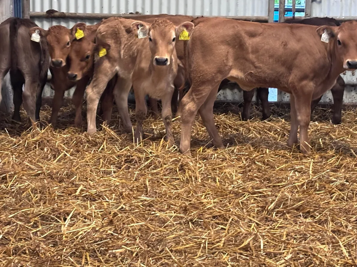 9 smashing reared aubrac calves for sale - Image 4