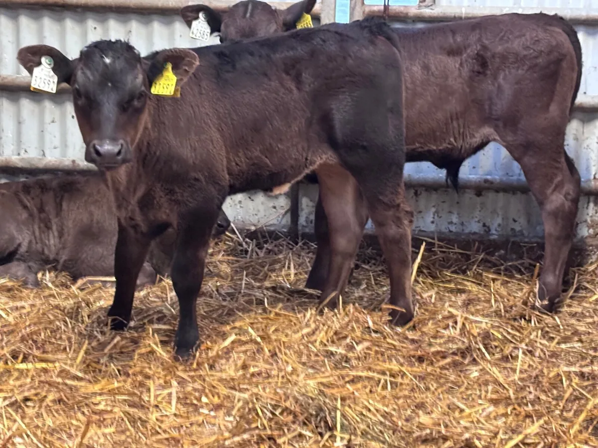 9 smashing reared aubrac calves for sale - Image 2