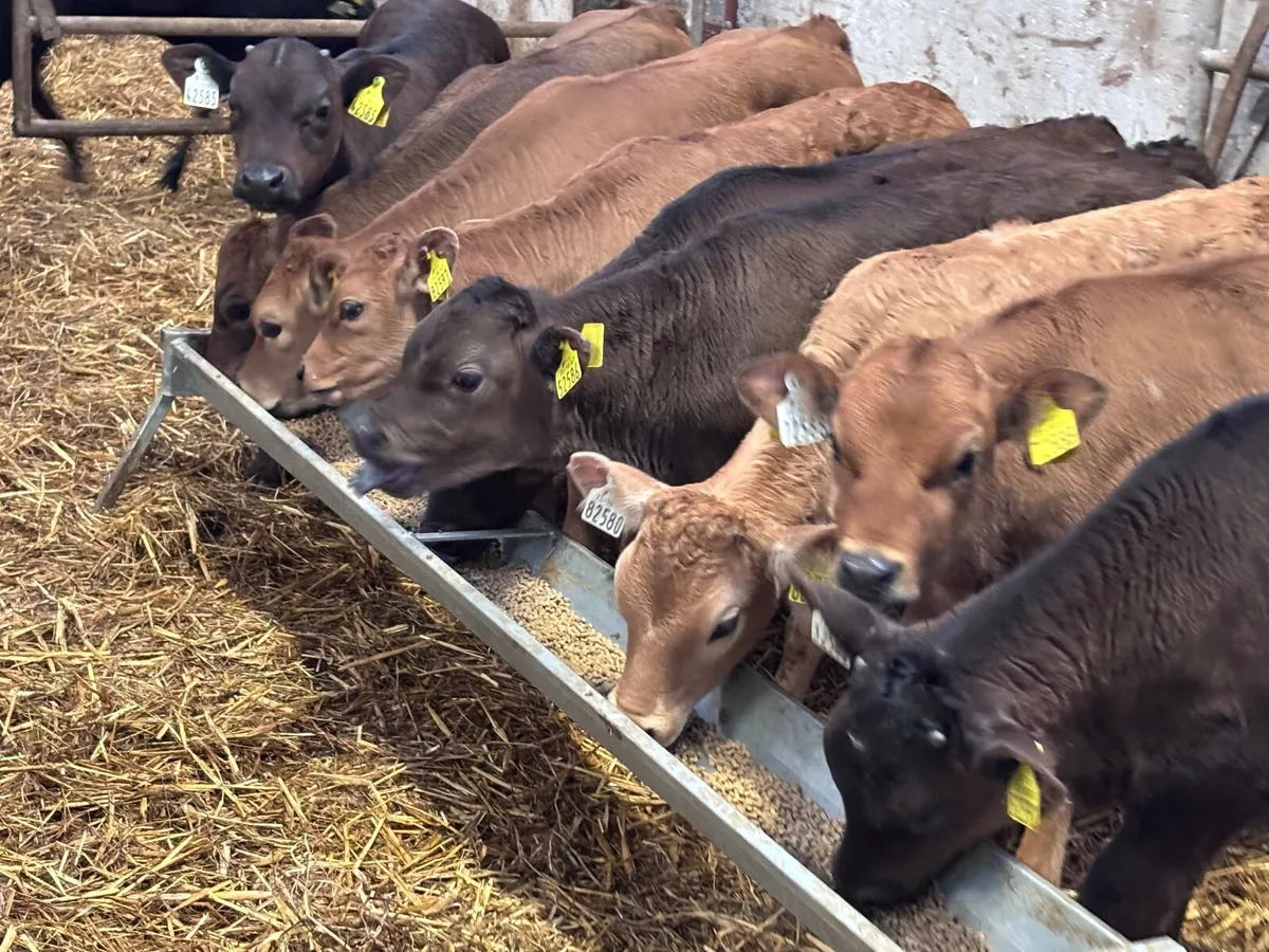 9 smashing reared aubrac calves for sale - Image 1