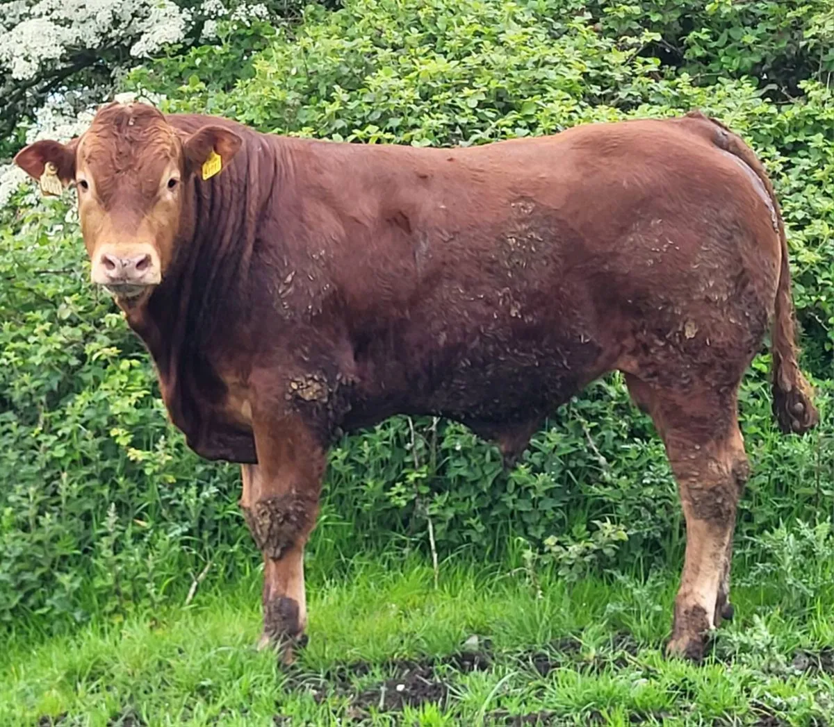 5 star PBR Limousin Bulls - Image 4