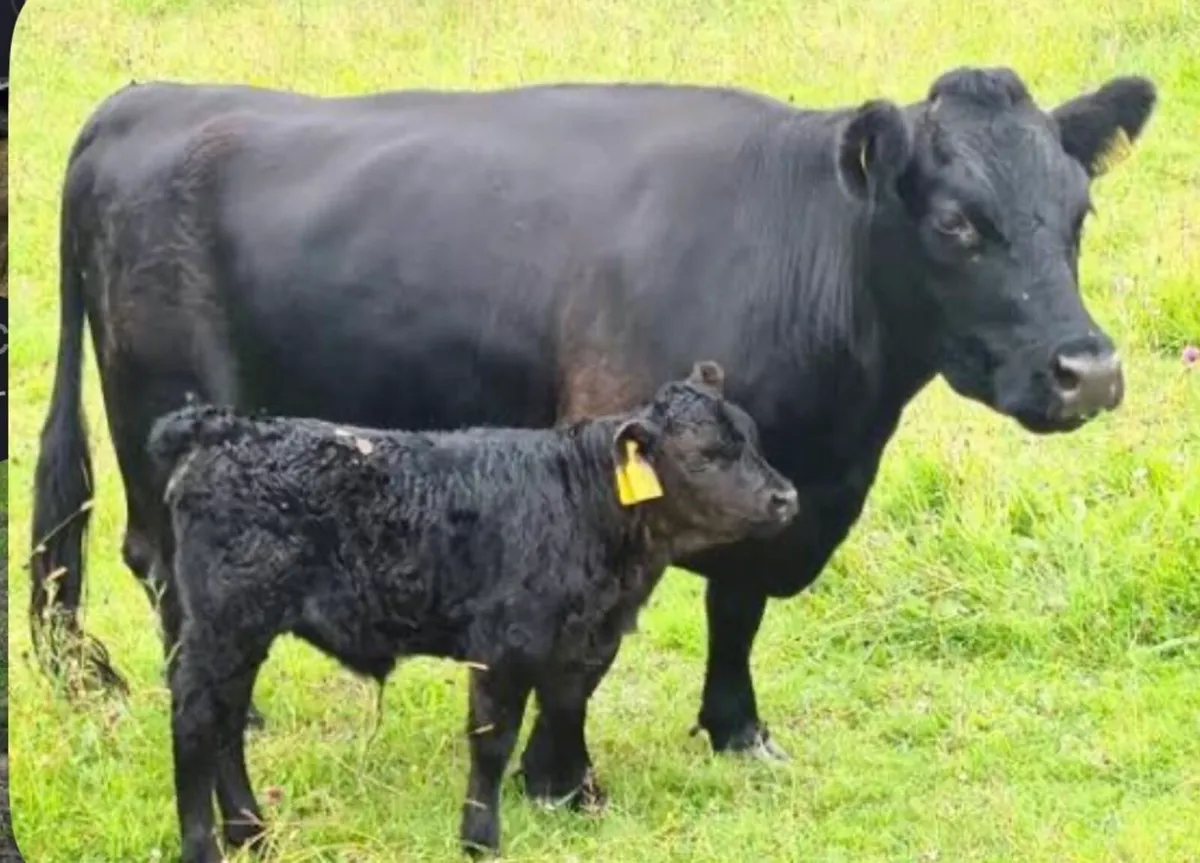 Pedigree organic dexters - Image 2