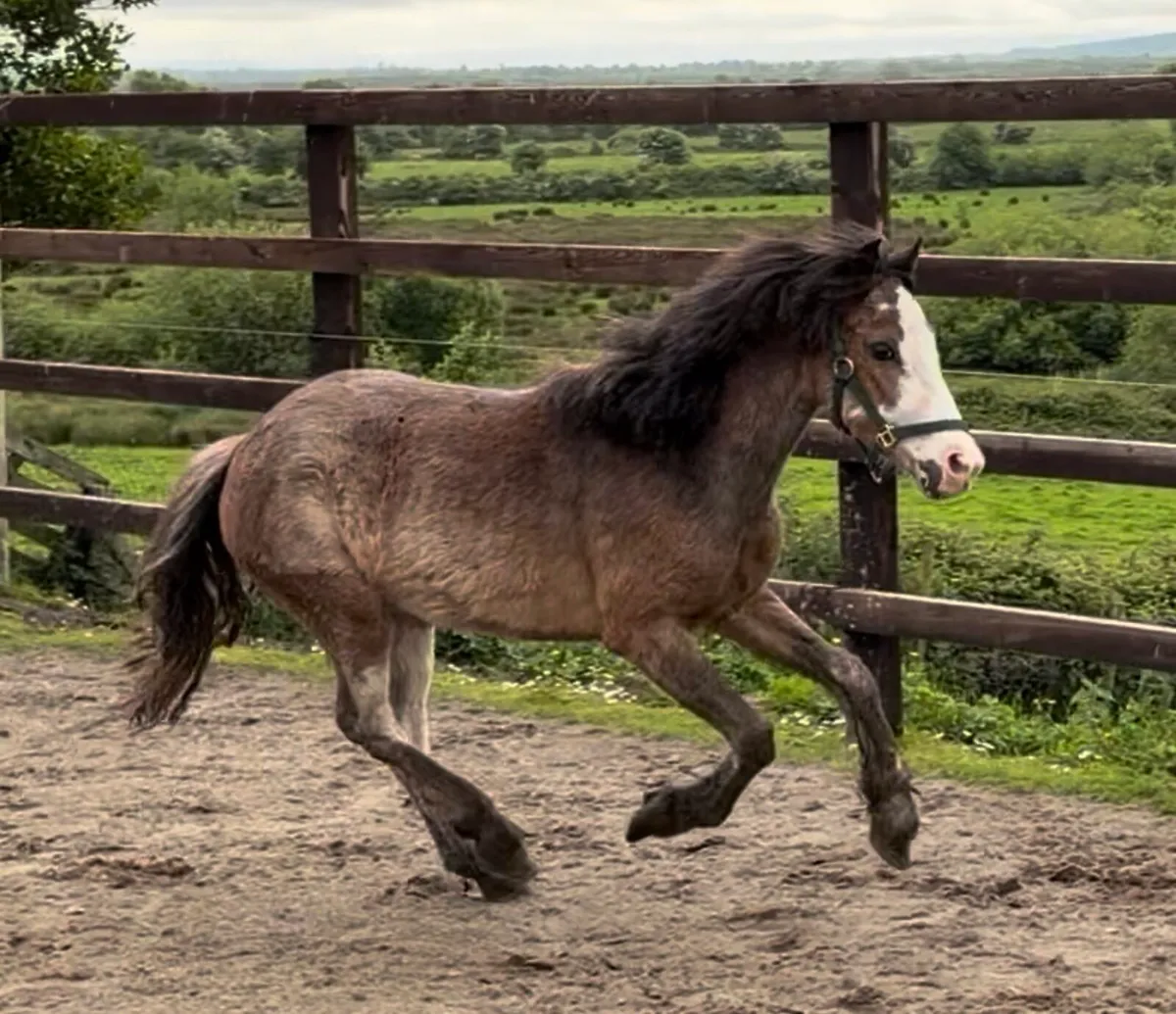 11.2hh roan filly 3 years old - Image 1