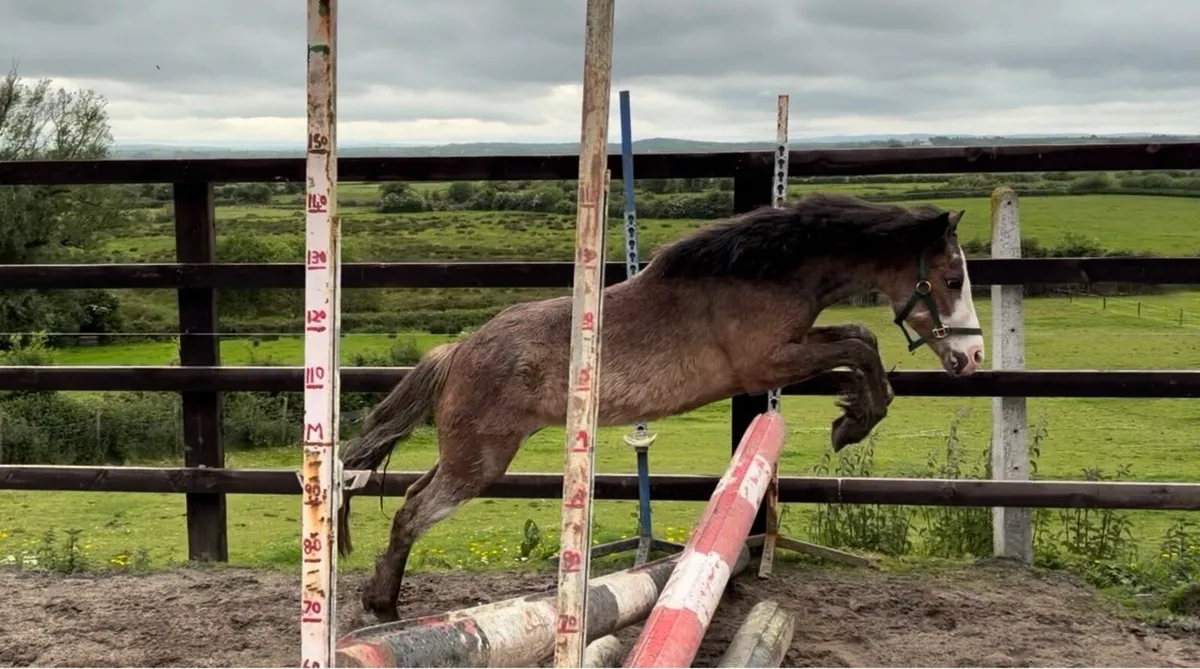 11.2hh roan filly 3 years old - Image 3