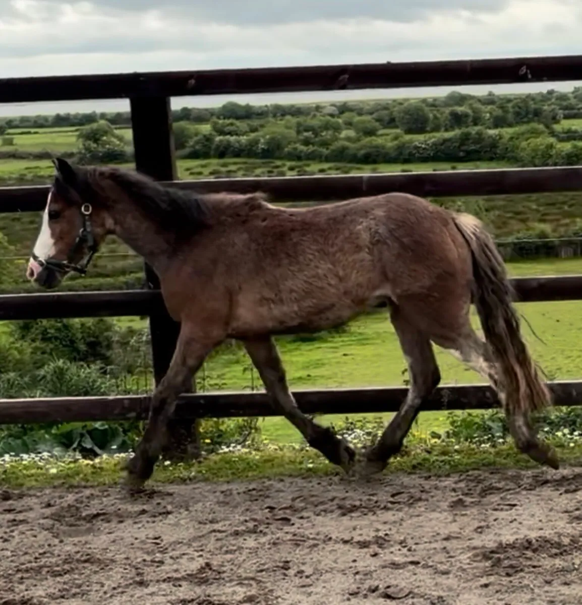 11.2hh roan filly 3 years old - Image 4