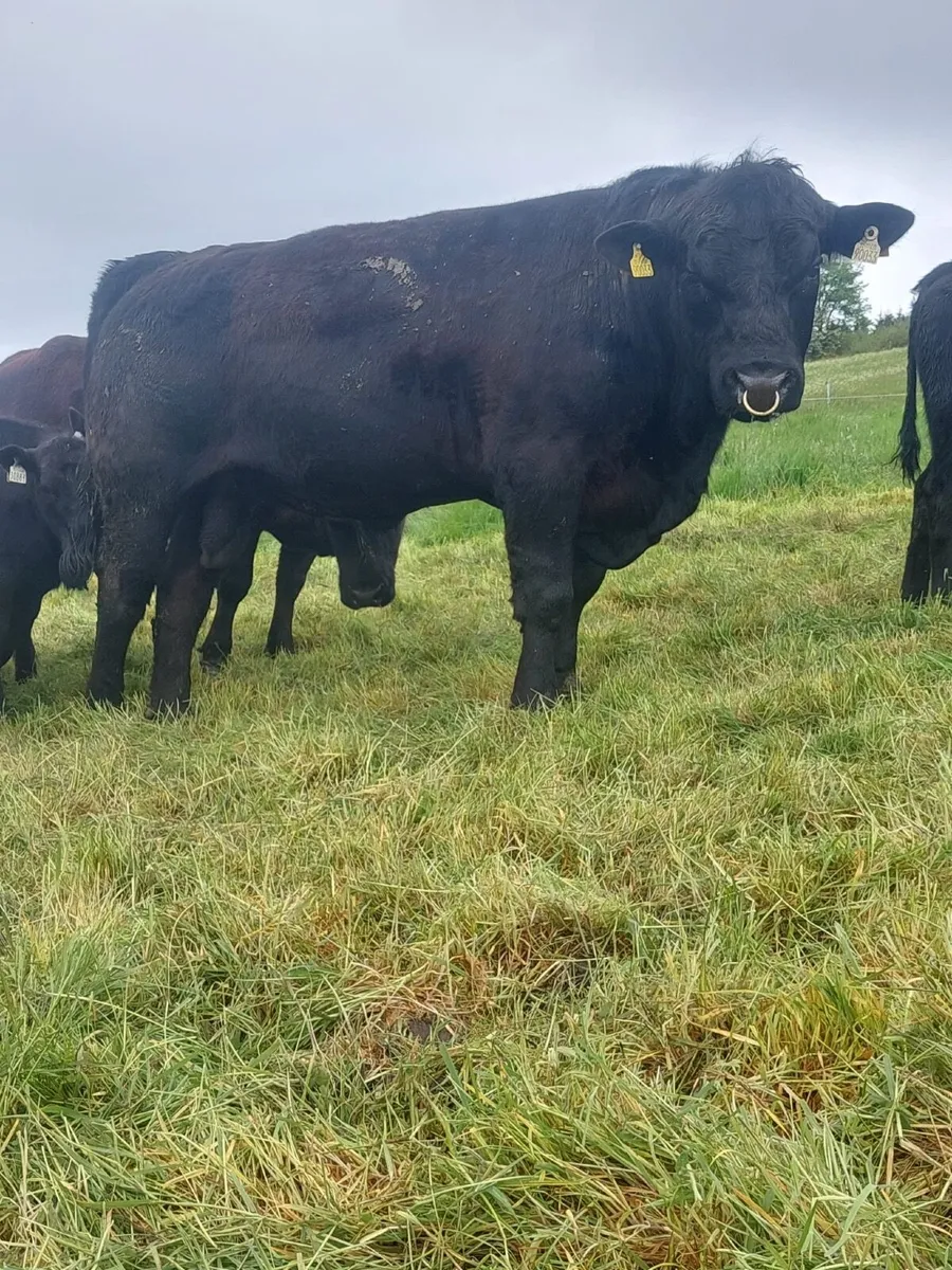 PBR Angus bull - Image 1