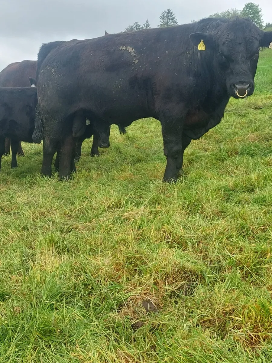 PBR Angus bull - Image 2