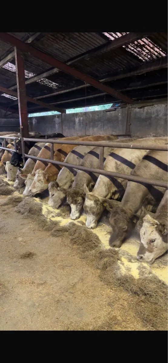 CHX Heifers - Image 1