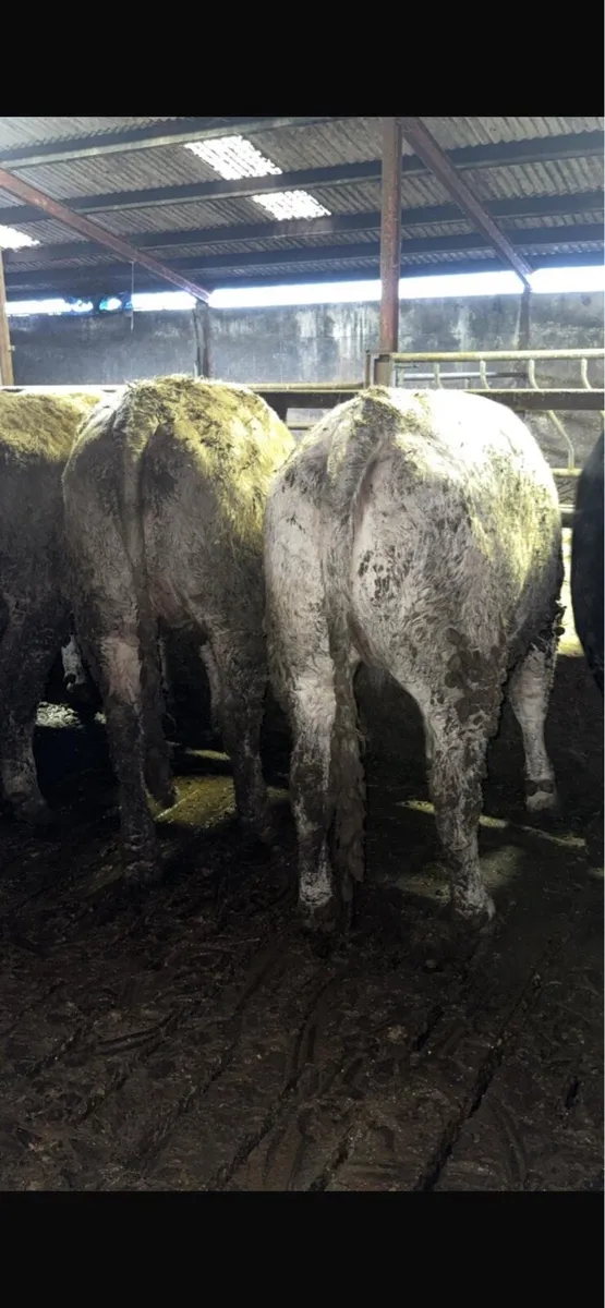 CHX Heifers - Image 2