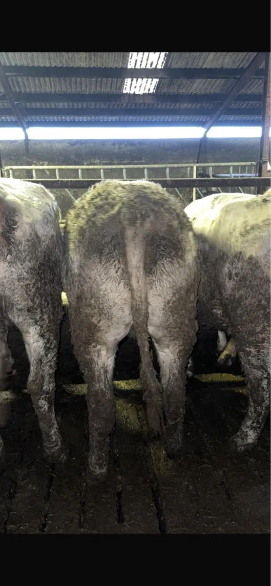 CHX Heifers - Image 3
