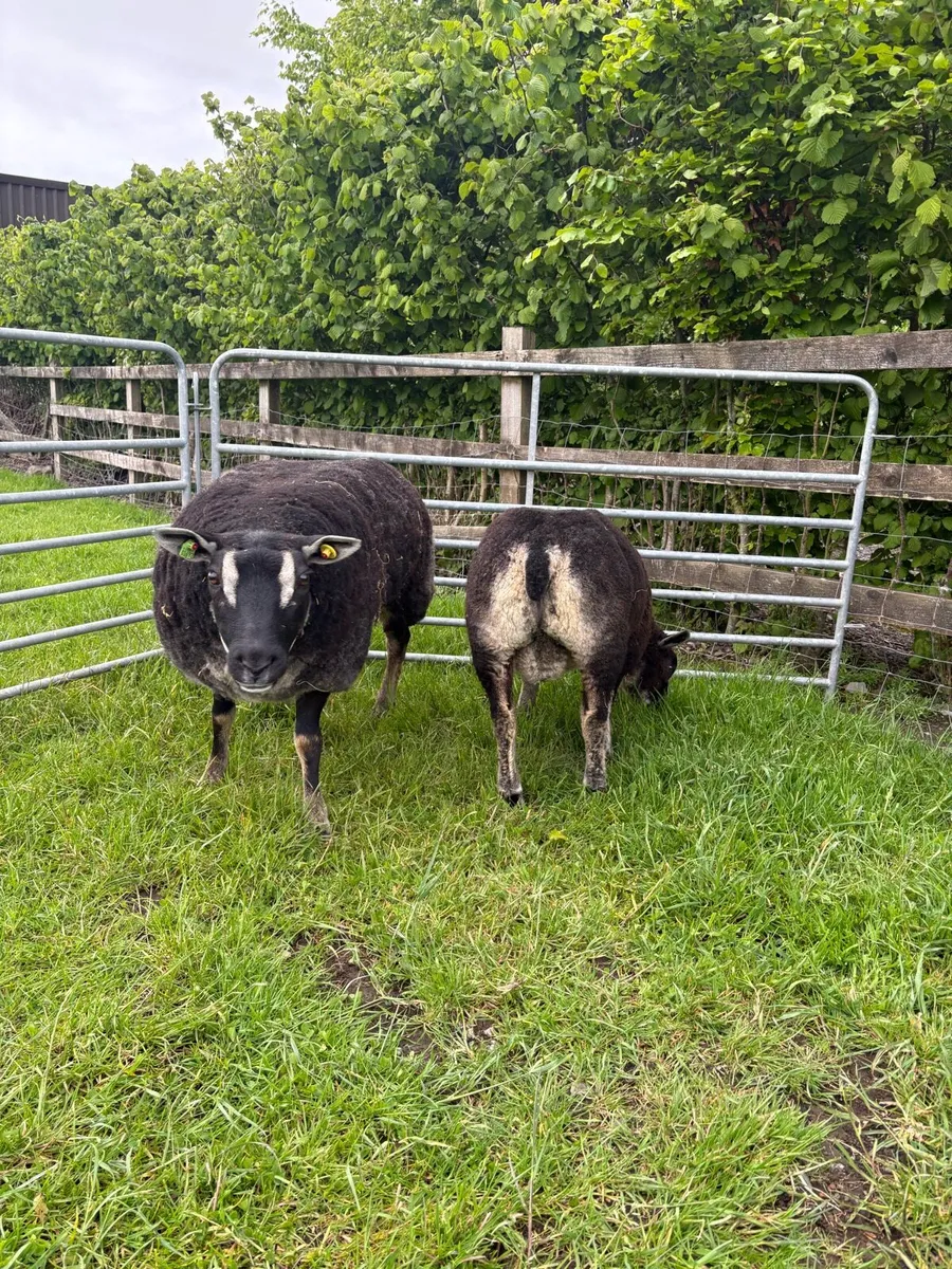 Dassenkop ewe and Lamb - Image 3