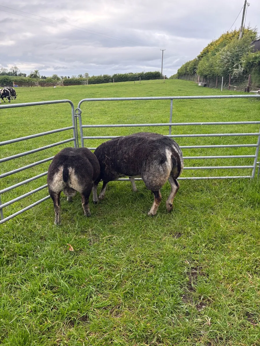 Dassenkop ewe and Lamb - Image 4