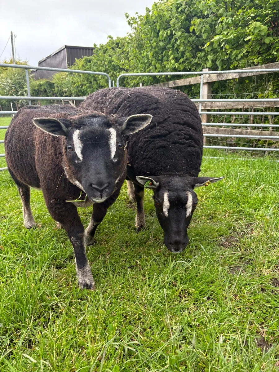 Dassenkop ewe and Lamb - Image 1