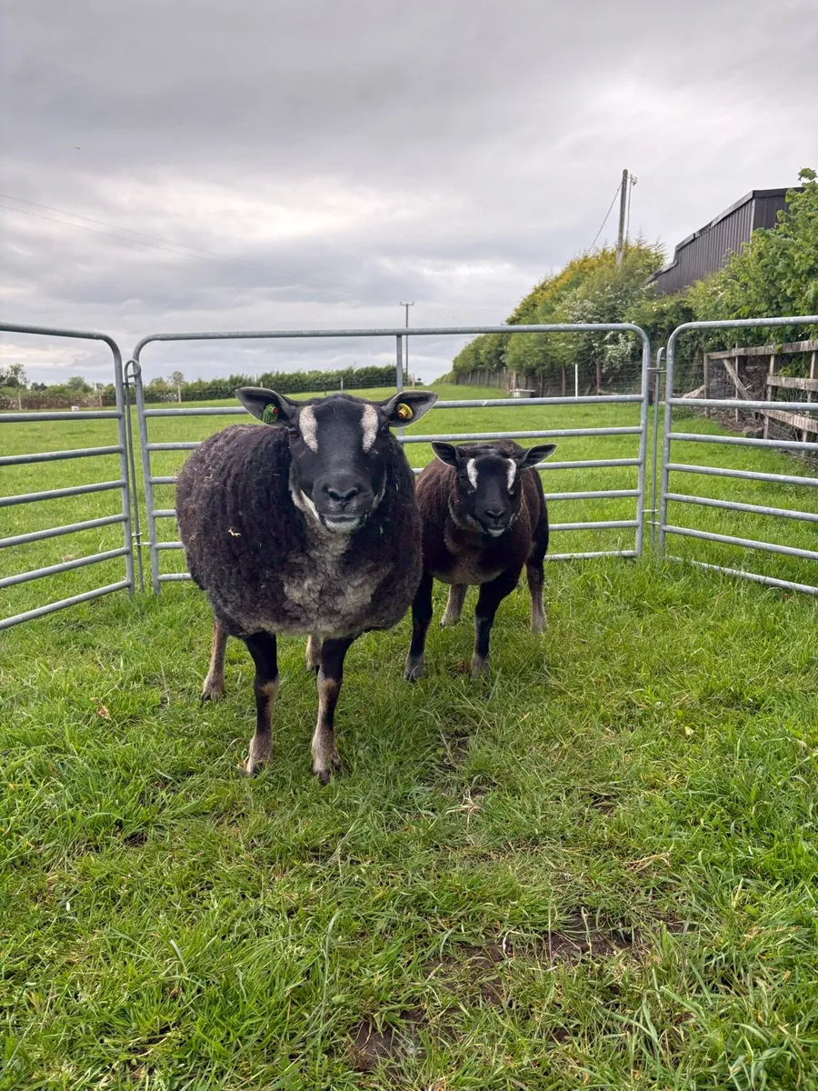 Dassenkop ewe and Lamb - Image 2
