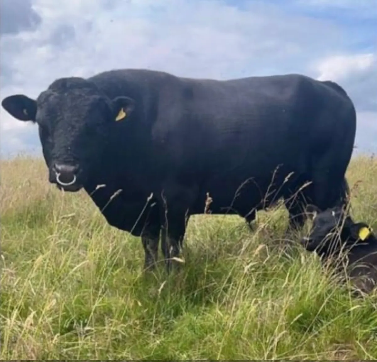 Pedigree organic dexters - Image 1