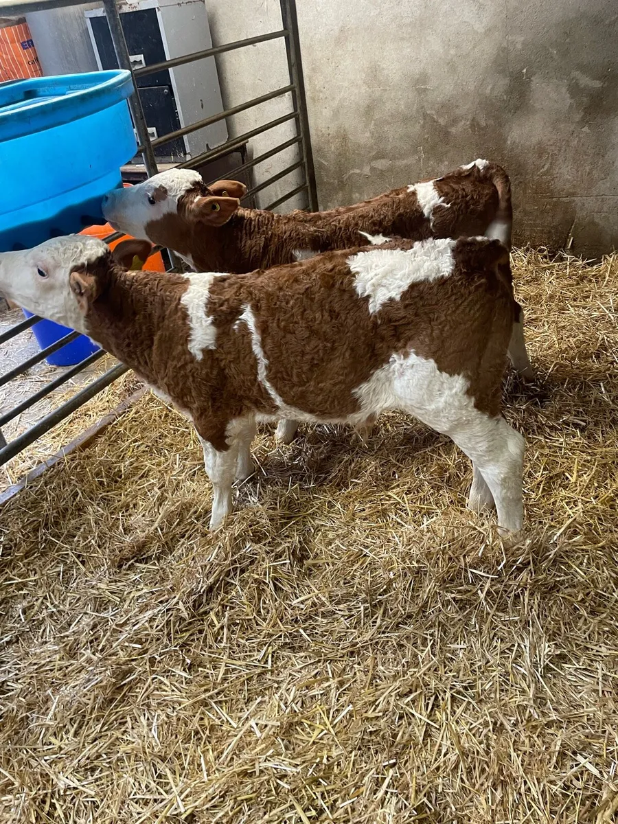 Sim calves - Image 1
