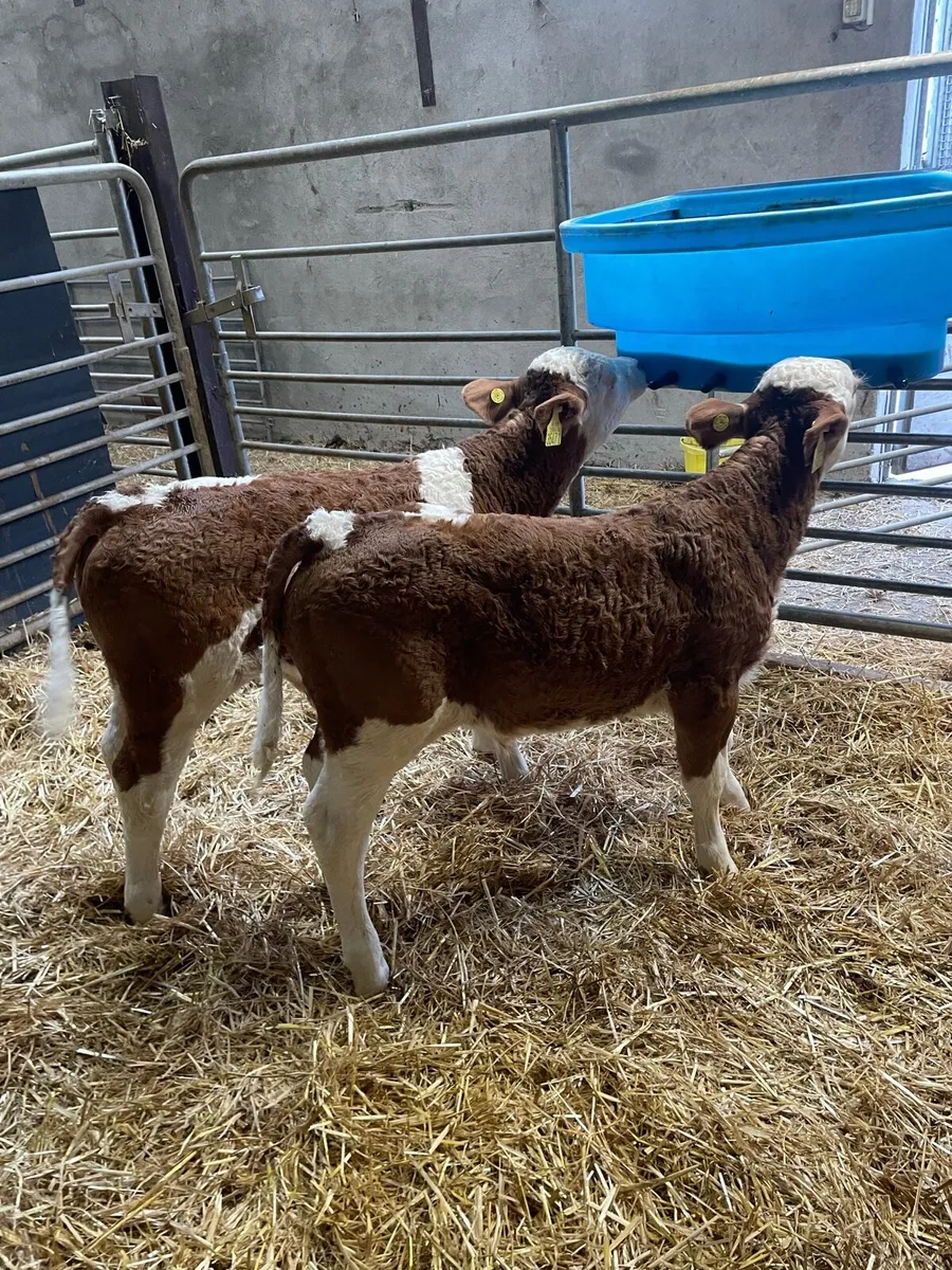 Sim calves - Image 2