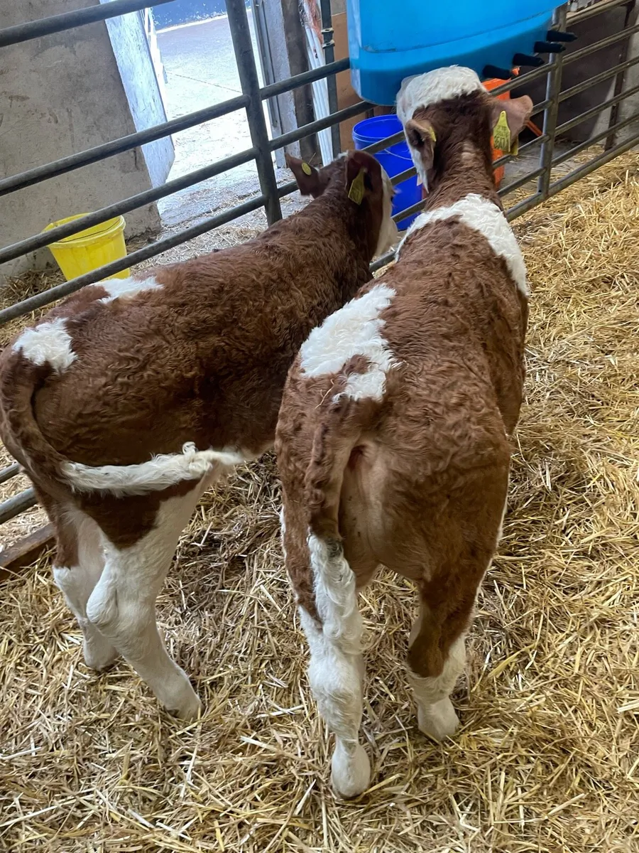 Sim calves - Image 3
