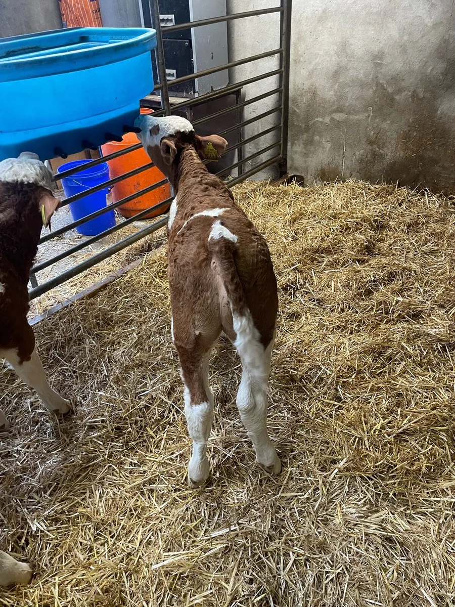Sim calves - Image 4